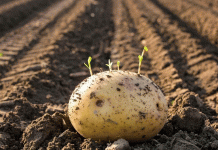 L'invasor silenciós: Combatent l'amenaça creixent de l'arna del tubercle de la patata el 2024