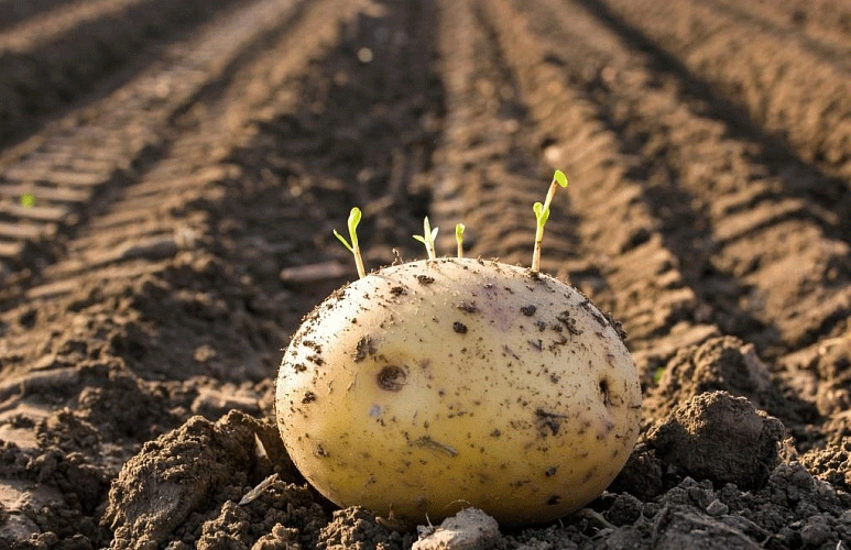 The Silent Invader: Combating the Escalating Threat of Potato Tuber Moth in 2024