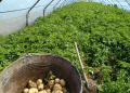 Fortifying the Winter Potato Niche: The Science Behind Stabilizing Protected Cultivation