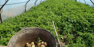 Fortifying the Winter Potato Niche: The Science Behind Stabilizing Protected Cultivation