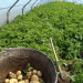 Fortifying the Winter Potato Niche: The Science Behind Stabilizing Protected Cultivation