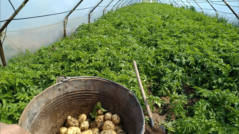 Fortifying the Winter Potato Niche: The Science Behind Stabilizing Protected Cultivation