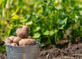 The Future of Potato Fertilization: Balancing Precision, Sustainability, and Profitability