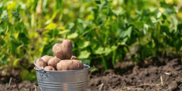 The Future of Potato Fertilization: Balancing Precision, Sustainability, and Profitability