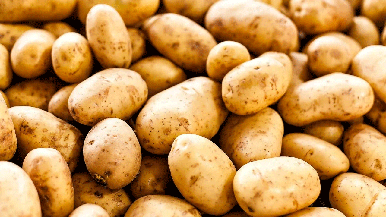 Pommes de terre OGM importées : opportunité agricole ou risque environnemental ?