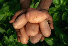 The Aloo Epic: How a Peruvian Import Conquered Indian Agriculture and Cuisine