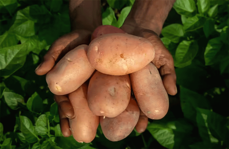 The Aloo Epic: How a Peruvian Import Conquered Indian Agriculture and Cuisine 39 The Aloo Epic: How a Peruvian Import Conquered Indian Agriculture and Cuisine
