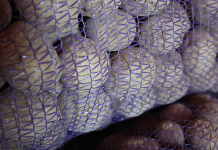 ទុនបំរុងជាយុទ្ធសាស្ត្រ និងការស្ទុះងើបឡើងវិញនៃទិន្នផល៖ ការវិភាគផ្លូវដែលគ្រប់គ្រងដោយរដ្ឋរបស់ប្រទេសបេឡារុស្សចំពោះភាពគ្រប់គ្រាន់នៃដំឡូង