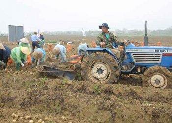 Precision Agriculture and Processor Partnerships Drive 30% Yield Gains: Bac Ninh’s Potato Revolution as a Model for Contract Farming