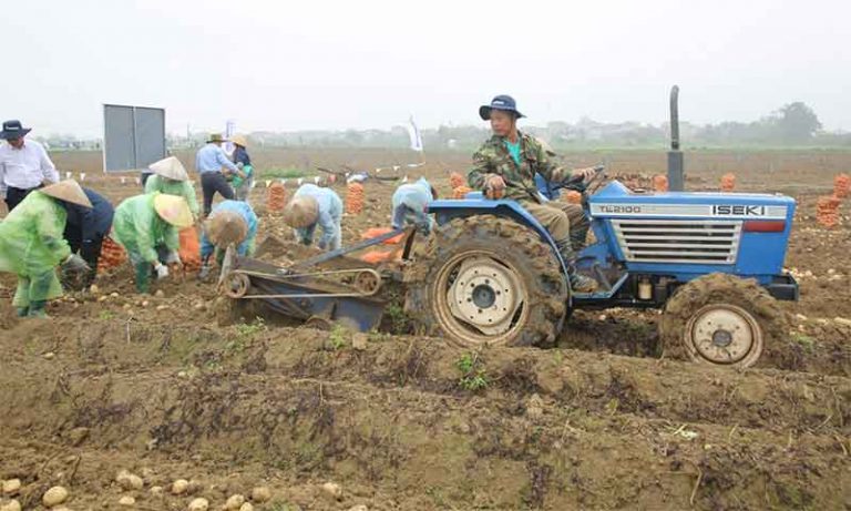 Precision Agriculture and Processor Partnerships Drive 30% Yield Gains: Bac Ninh’s Potato Revolution as a Model for Contract Farming
