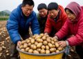 The “Revitalization Potato”: How Weining County Engineered a 4 Billion Yuan Industry Through Science, Mechanization, and Value Chain Integration