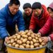 The “Revitalization Potato”: How Weining County Engineered a 4 Billion Yuan Industry Through Science, Mechanization, and Value Chain Integration
