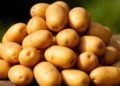 The Soviet-Era Potato Preparation Method That Guarantees a Record Harvest