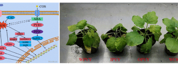 Unlocking Plant Immunity: How Oligochitosan Activates Natural Defense Against Potato Virus Y