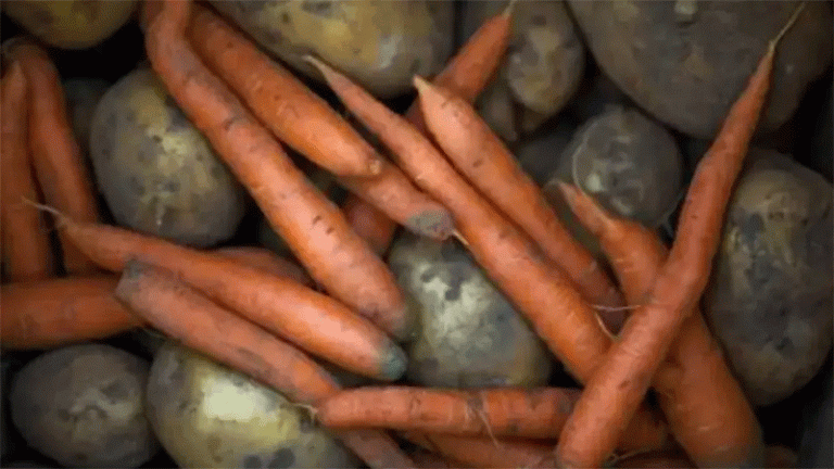 A Frozen Harvest: The Systemic Vulnerabilities Exposed by Kazakhstan’s Early Snowfall