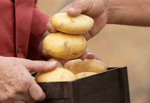 Més enllà del rendiment i la bellesa: per què la qualitat culinària és la frontera final en el cultiu de la patata