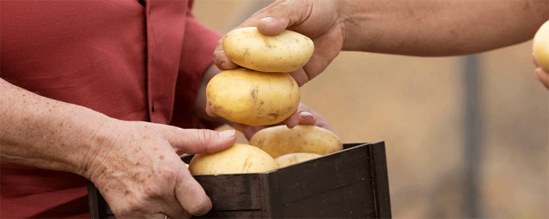 Más allá del rendimiento y la belleza: Por qué la calidad culinaria es la última frontera en el mejoramiento de la papa
