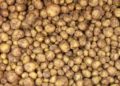 Seed Potato Market in Latvia: Prices Edge Up 5% as Planting Season Nears