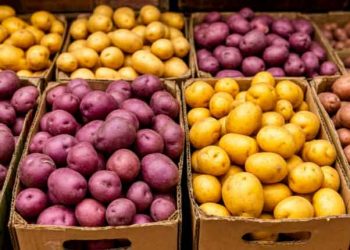 Russia’s Potato Paradox: Record 19.5M Ton Harvest Coexists with Surging Imports and a Seed Revolution