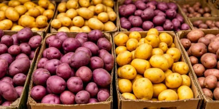 Russia’s Potato Paradox: Record 19.5M Ton Harvest Coexists with Surging Imports and a Seed Revolution