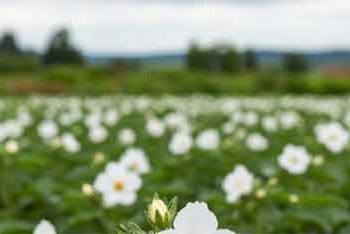 The Million-Tonne Trap: Why France’s 2025 Potato Record Is Not a Success Story and Why 2026 Offers No Rescue