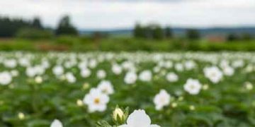 The Million-Tonne Trap: Why France’s 2025 Potato Record Is Not a Success Story and Why 2026 Offers No Rescue