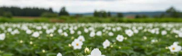The Million-Tonne Trap: Why France’s 2025 Potato Record Is Not a Success Story and Why 2026 Offers No Rescue