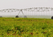 The Tariff Tightrope: Balancing Domestic Policy and Potato Farm Viability in Eastern Oregon