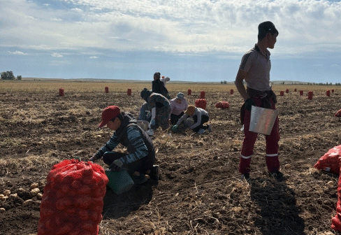 Beyond the Hype: Quantifying the Agronomic and Economic ROI of Agricultural Drones in Potato Production