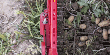 Genetic engineering against potato shortage: Swiss farmers demand innovation despite bans