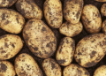 French “non-traditional” potato varieties are difficult to sell