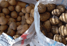 Beyond Skin Deep: A Data-Driven Look at Potato Cultivar Selection, Nutrition, and Storage Economics