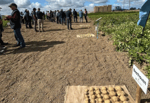 Beyond Yield: How Ireland’s Independent Potato Trials Are Building a More Resilient Spud