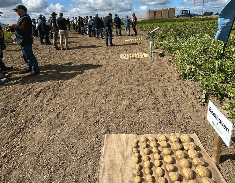 Beyond Yield: How Ireland’s Independent Potato Trials Are Building a More Resilient Spud