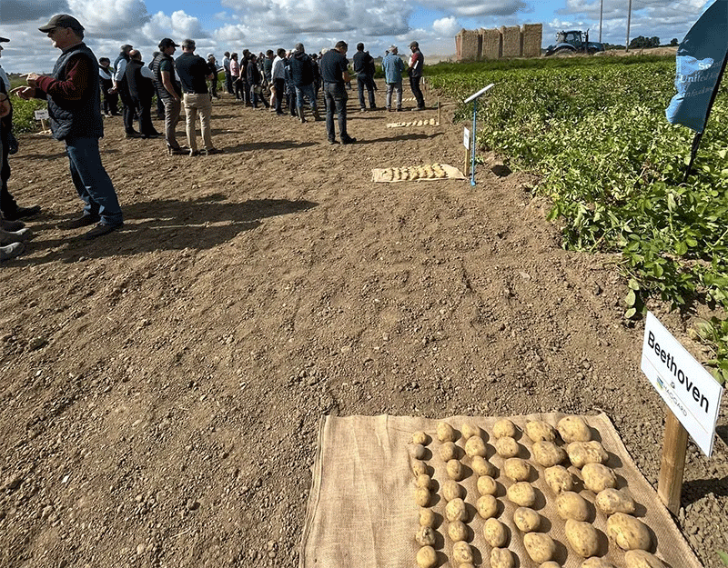 Beyond Yield: How Ireland’s Independent Potato Trials Are Building a More Resilient Spud