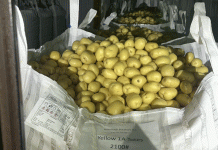 La febre de l'or groc: desxifrant el canvi de mercat cap a les patates grogues a la vall del riu Vermell