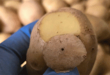 The Perfect Potato Paradox: How Cosmetic Standards are Costing Farmers and Wasting Food