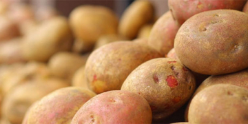 The Future of Processed Potato Products: Innovation, Health, and Global Demand