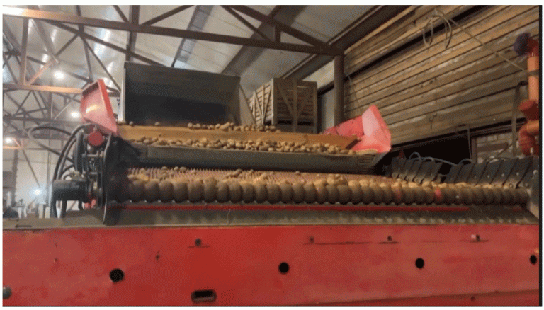 Record Potato Yields in Nizhny Novgorod: Innovations in Cultivation and Storage Boost Quality and Profits