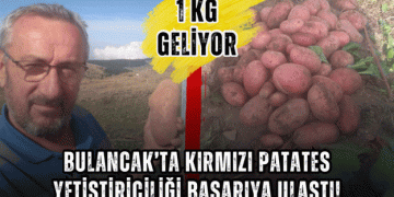 Success in Red Sweet Potato Farming in Bulancak: A New Path for Diversified Agriculture