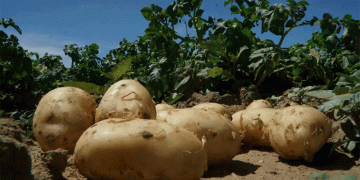 Early Potato Harvest in Dagestan: A Promising Opportunity for Farmers and Market Stability