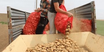 Farmers Face Losses Despite Potato Production Surge in 2024