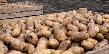 Bhavantar Bharpai Yojana: Protecting Haryana Farmers from Market Risks