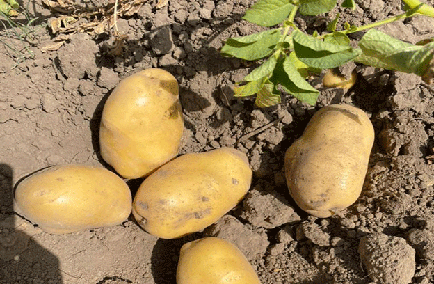 Dominar el cultivo de la papa: el papel fundamental de la selección de la tierra y de las semillas