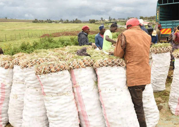 Enforcing Standards: AFA’s New Drive to Protect Kenyan Potato Farmers 8 Enforcing Standards: AFA’s New Drive to Protect Kenyan Potato Farmers