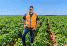 Szok klimatyczny: jak ekstremalne zjawiska pogodowe paraliżują krajowy przemysł ziemniaczany