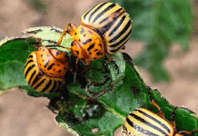 A New Class of Control: How RNAi Bioinsecticides Are Reshaping Pest Management in Potato