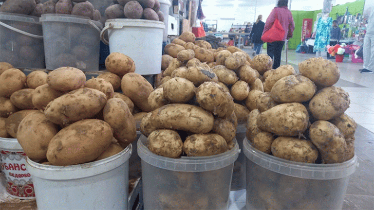 Spring Frosts and Potato Yields in Russia: What Farmers Need to Know 12 Spring Frosts and Potato Yields in Russia: What Farmers Need to Know