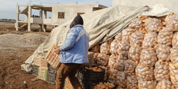 Falling Potato Prices Lead to Reduced Planting Area in Daraa