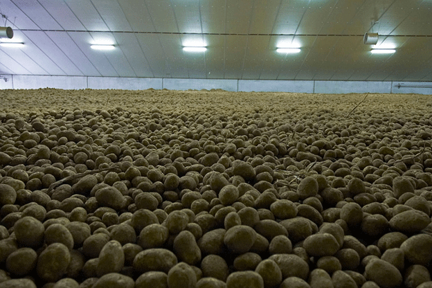 The Belgian potato sector: Successes, challenges and prospects 9 The Belgian potato sector: Successes, challenges and prospects